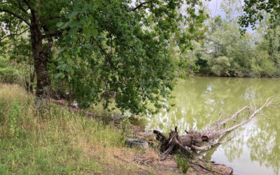 Depuis la forêt, la genèse