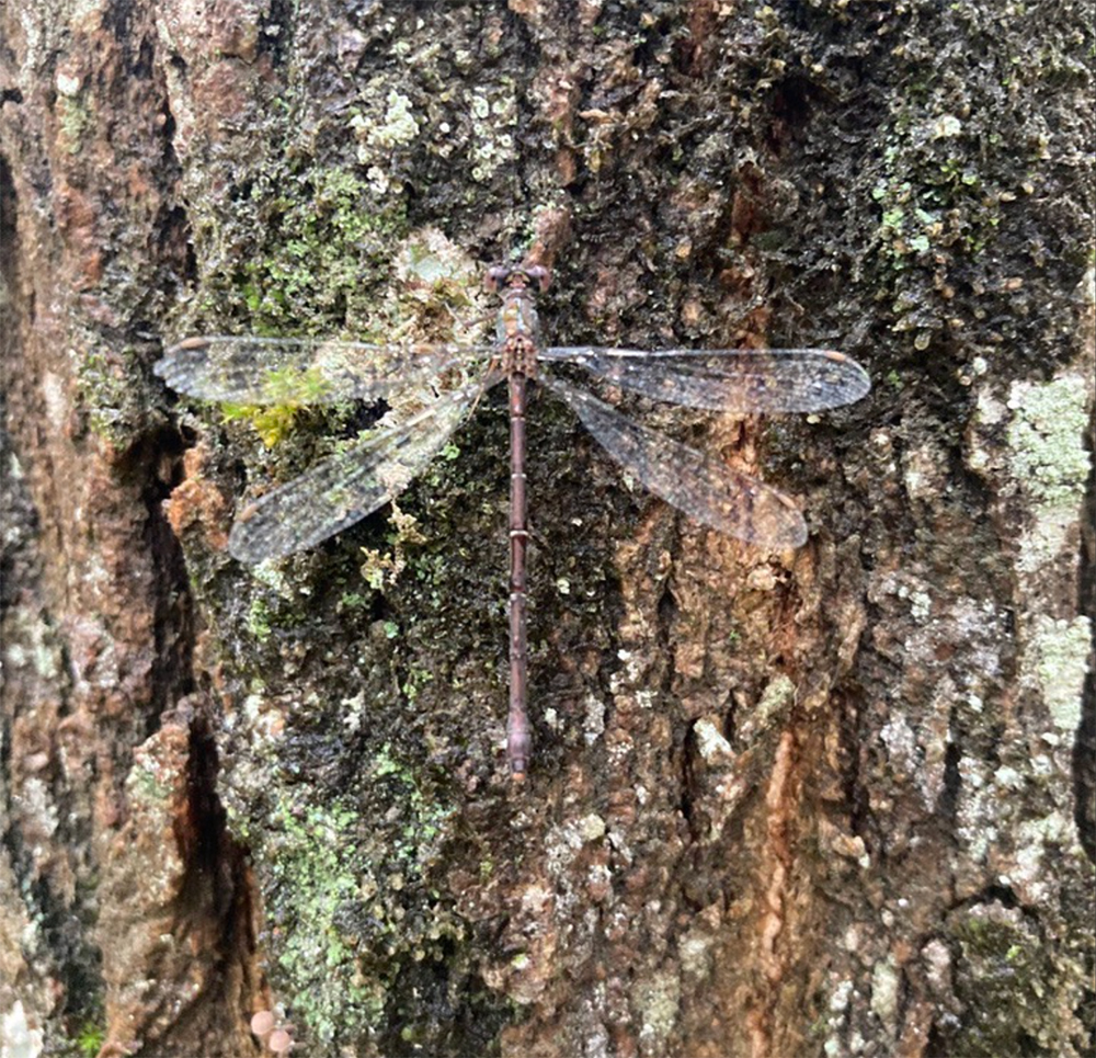 libellule